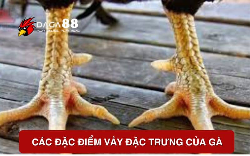 Các đặc điểm của gà vảy rồng Các đặc điểm của gà vảy rồng