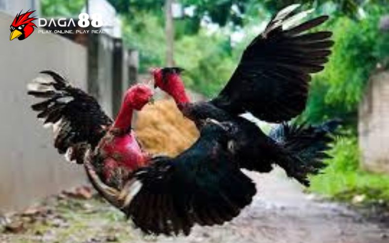 Cách chọn gà đá hiệu quả