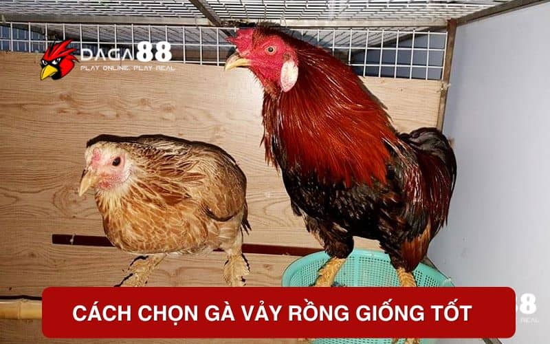 Cách chọn gà vảy rồng giống tốt Cách chọn gà vảy rồng giống tốt