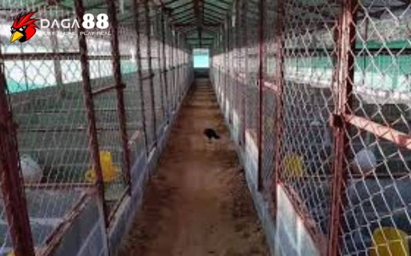 Cách làm chuồng gà chọi hiệu quả