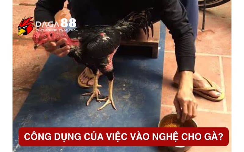 Công dụng của việc vào nghệ cho gà? Công dụng của việc vào nghệ cho gà?
