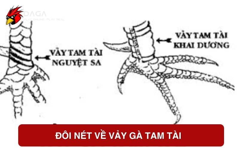 Đôi nét về vảy gà tam tài