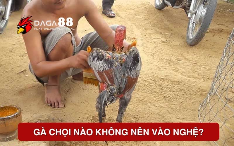 Gà chọi nào không nên vào nghệ? Gà chọi nào không nên vào nghệ?