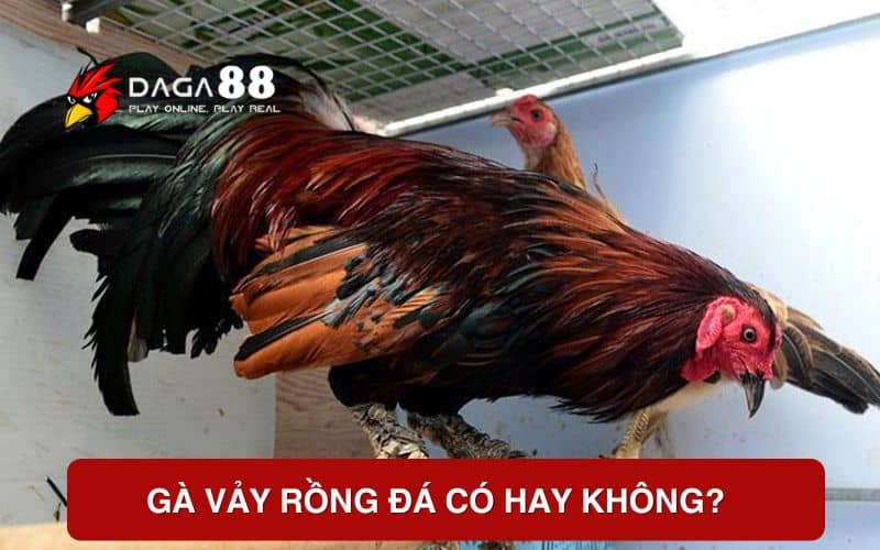 Gà vảy rồng đá có hay không? Gà vảy rồng đá có hay không?