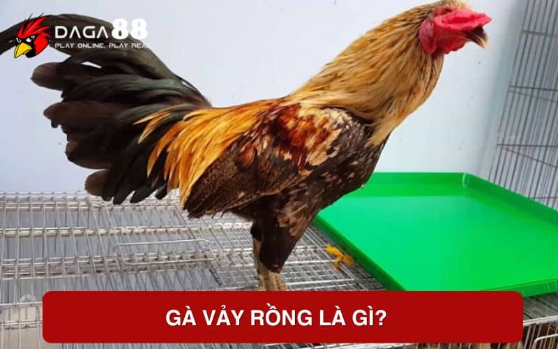 Gà vảy rồng là gì?