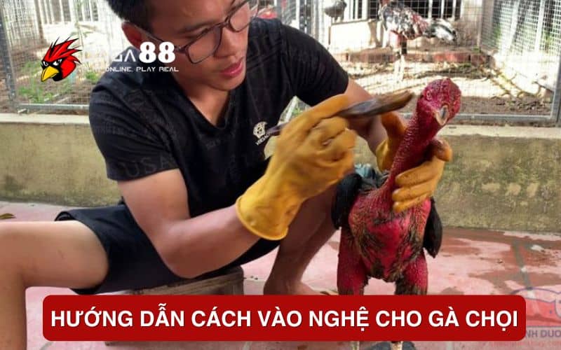 Hướng dẫn cách vào nghệ cho gà chọi
