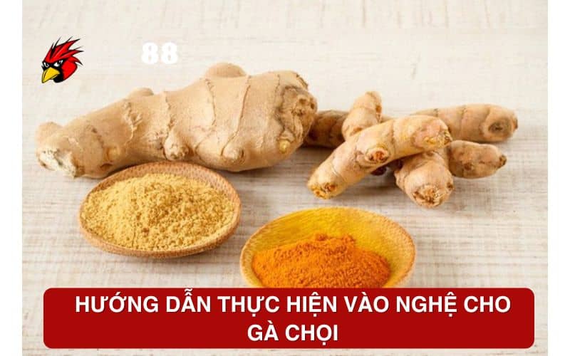 Hướng dẫn thực hiện cách vào nghệ cho gà chọi Hướng dẫn thực hiện cách vào nghệ cho gà chọi
