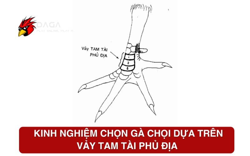 Kinh nghiệm chọn gà chọi dựa trên vảy tam tài phủ địa Kinh nghiệm chọn gà chọi dựa trên vảy tam tài phủ địa