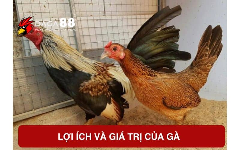 Lợi ích và giá trị của gà vảy rồng Lợi ích và giá trị của gà vảy rồng