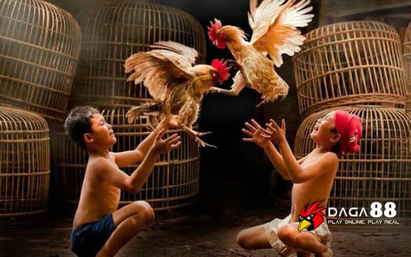 Lưu ý khi xem ngày giờ đá gà Lưu ý khi xem ngày giờ đá gà