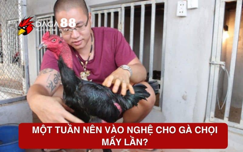 Một tuần nên vào nghệ cho gà chọi mấy lần? Một tuần nên vào nghệ cho gà chọi mấy lần?