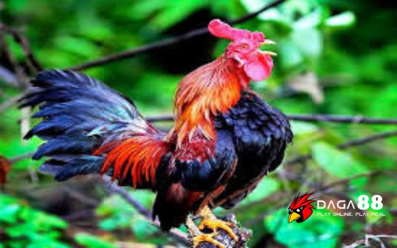 Nhận biết gà đá hay qua tiếng gáy và dáng ngủ Nhận biết gà đá hay qua tiếng gáy và dáng ngủ