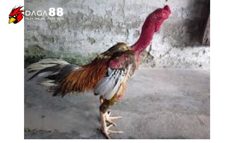 Những dị tướng đặc biệt cần lưu ý Những dị tướng đặc biệt cần lưu ý