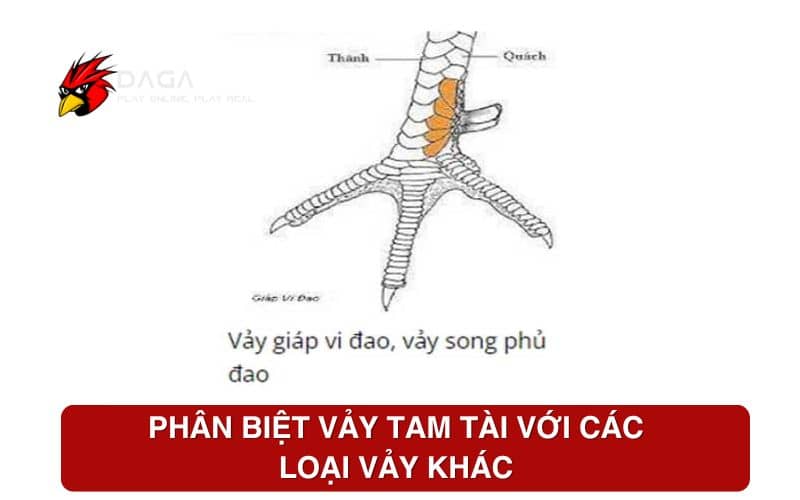 Phân biệt vảy tam tài với các loại vảy khác Phân biệt vảy tam tài với các loại vảy khác