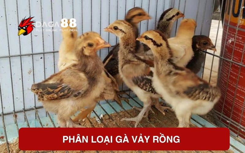 Phân loại gà vảy rồng Phân loại gà vảy rồng