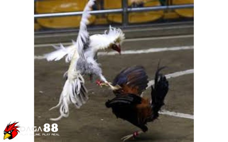 Phân tích lối đá để chọn đúng phong cách gà Phân tích lối đá để chọn đúng phong cách gà