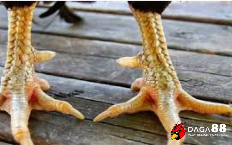 Quan sát vảy chân - bí kíp nhận biết gà hay Quan sát vảy chân - bí kíp nhận biết gà hay