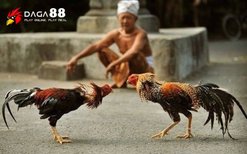 Tại sao cần phải xem ngày đá gà trước khi xuất trận?