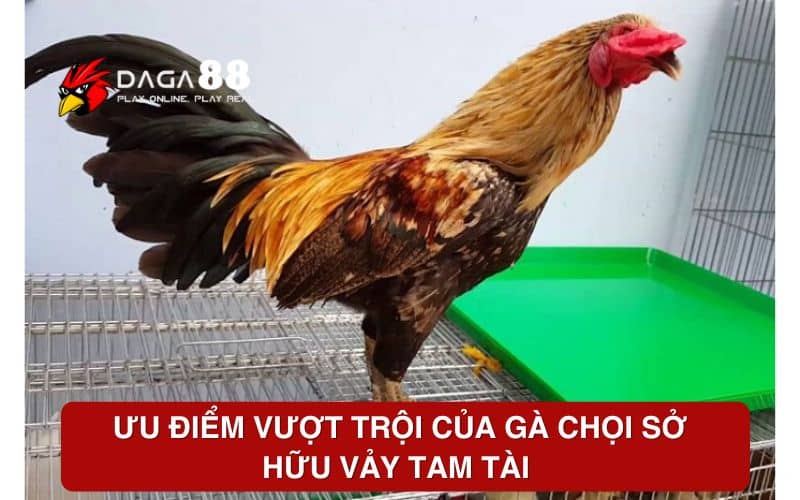 Ưu điểm vượt trội của gà chọi sở hữu vảy Tam Tài Ưu điểm vượt trội của gà chọi sở hữu vảy Tam Tài