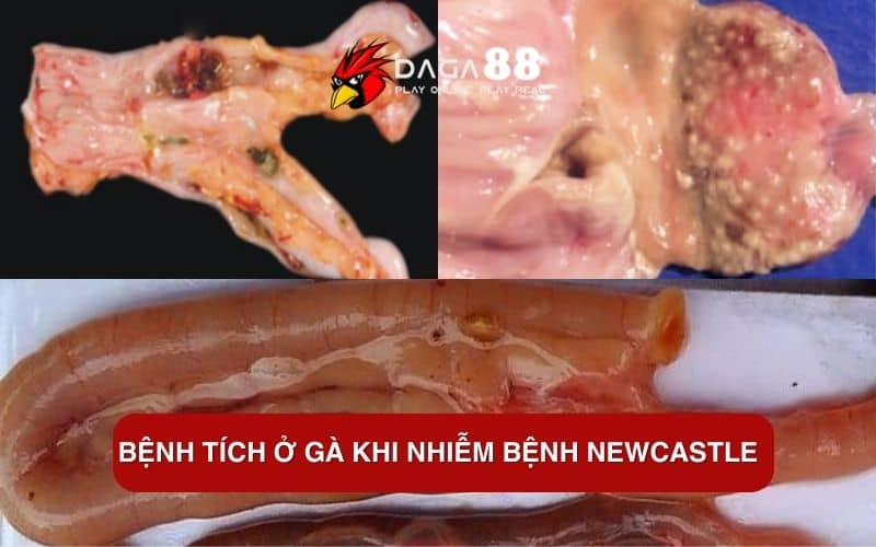 Bệnh Newcastle Ở Gà - Nguyên Nhân Và Cách Điều Trị Hiệu Quả Bệnh tích ở gà khi nhiễm bệnh Newcastle