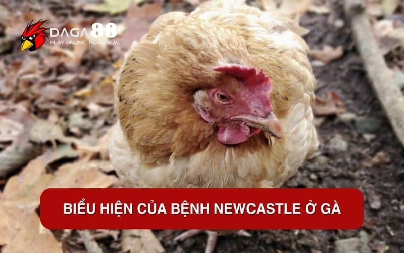 Bệnh Newcastle Ở Gà - Nguyên Nhân Và Cách Điều Trị Hiệu Quả Biểu hiện của bệnh Newcastle ở gà
