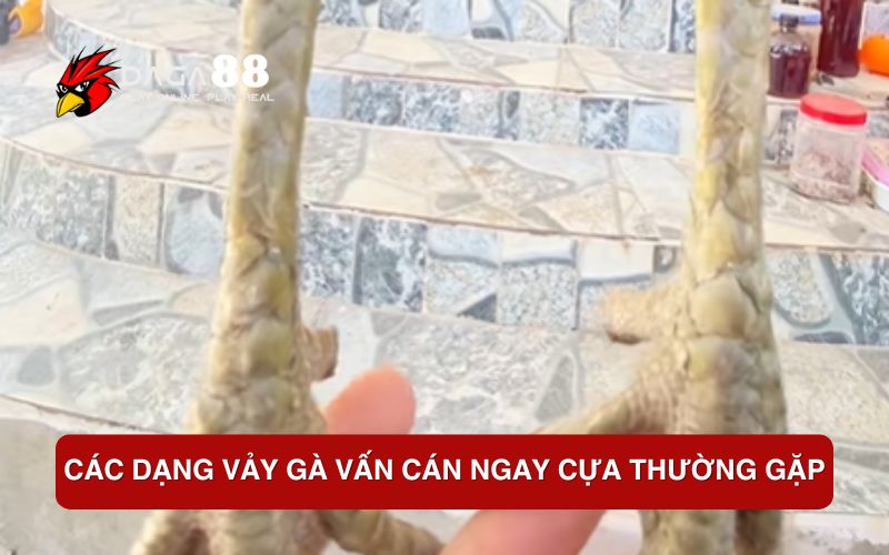 Vảy Gà Vấn Cán Ngay Cựa – Đặc Điểm, Ý Nghĩa và Cách Nhận Biết Chính Xác Các dạng vảy gà vấn cán ngay cựa thường gặp