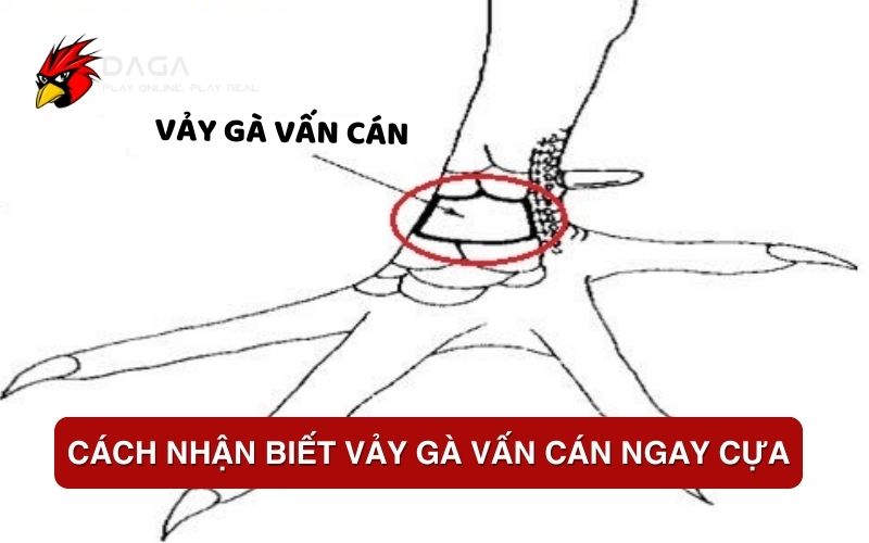 Cách nhận biết vảy gà vấn cán ngay cựa