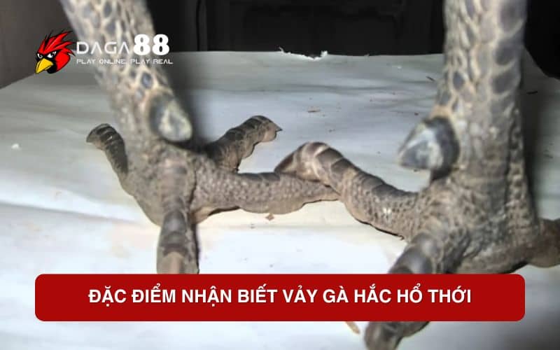 Vảy Gà Hắc Hổ Thới – Dấu Ấn Hiếm Có Làm Nên Giá Trị Chiến Kê Đặc điểm nhận biết vảy gà hắc hổ thới