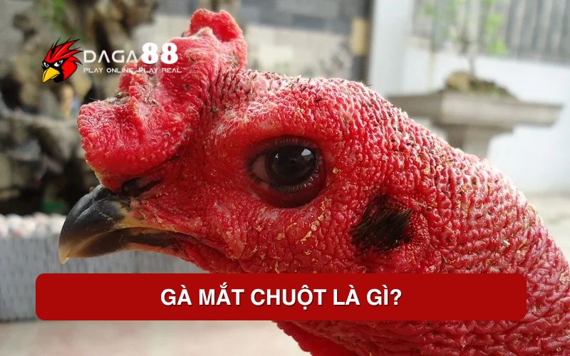 Gà mắt chuột là gì?