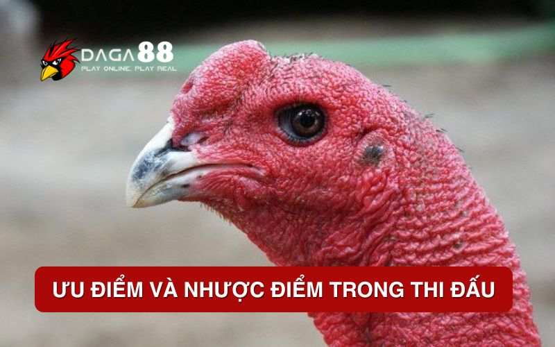 Gà Mắt Chuột - Đánh Giá và Cách Nuôi Chiến Kê Hiệu Quả Ưu điểm và nhược điểm trong thi đấu
