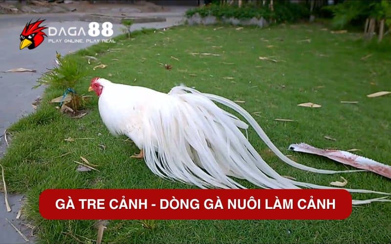 Top 6 Các Giống Gà Tre Tốt Nhất Hiện Nay Gà tre cảnh – Dòng Gà Nuôi Làm Cảnh