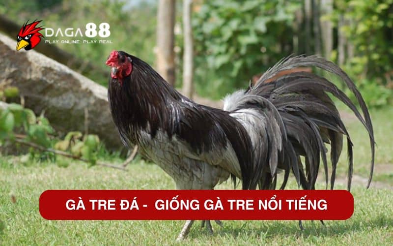 Gà tre đá - giống gà tre chiến nổi tiếng