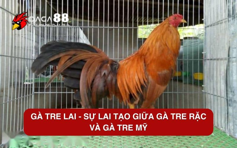 Top 6 Các Giống Gà Tre Tốt Nhất Hiện Nay Gà tre lai – Sự lai tạo giữa gà tre rặc và gà tre mỹ