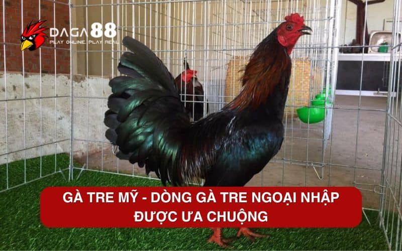 Top 6 Các Giống Gà Tre Tốt Nhất Hiện Nay Gà tre Mỹ – Dòng gà tre ngoại nhập được ưa chuộng