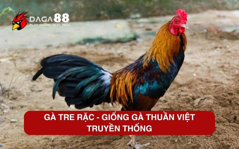 Top 6 Các Giống Gà Tre Tốt Nhất Hiện Nay Gà tre rặc – Giống gà thuần việt truyền thống