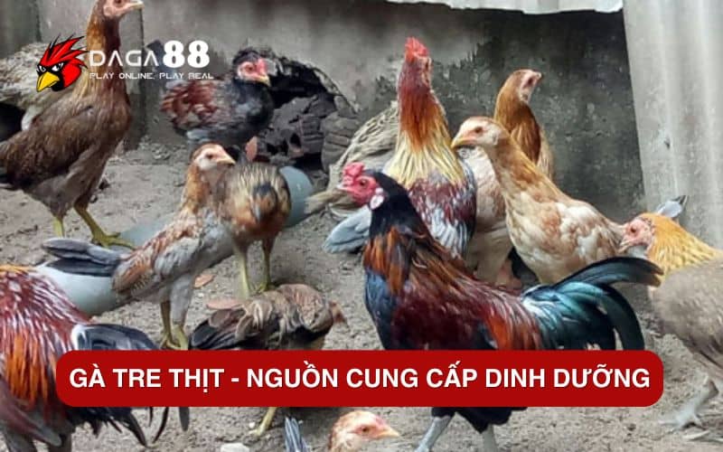 Top 6 Các Giống Gà Tre Tốt Nhất Hiện Nay Gà tre thịt – Nguồn cung cấp dinh dưỡng