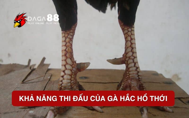 Vảy Gà Hắc Hổ Thới – Dấu Ấn Hiếm Có Làm Nên Giá Trị Chiến Kê Khả năng thi đấu của gà hắc hổ thới