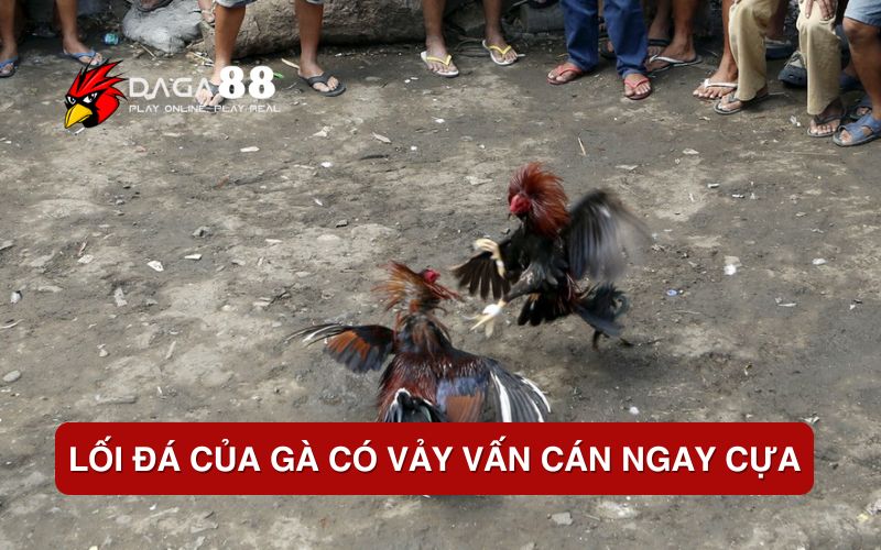 Vảy Gà Vấn Cán Ngay Cựa – Đặc Điểm, Ý Nghĩa và Cách Nhận Biết Chính Xác Lối đá của gà có vảy vấn cán ngay cựa