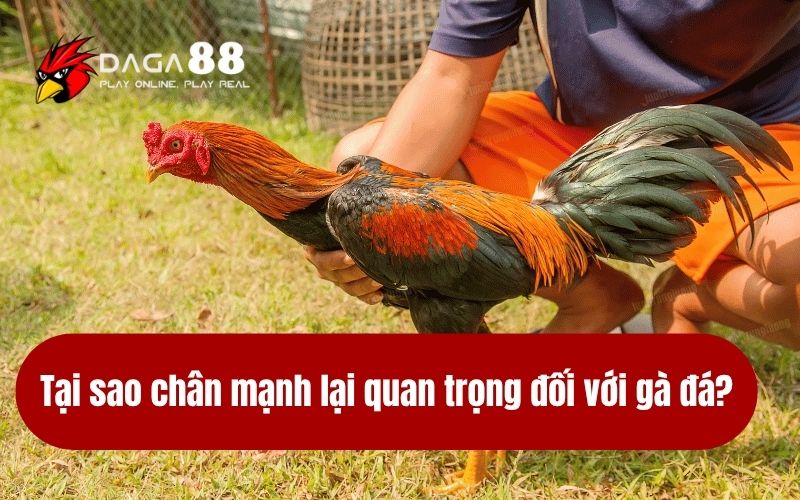 Tại sao chân mạnh lại quan trọng đối với gà đá?