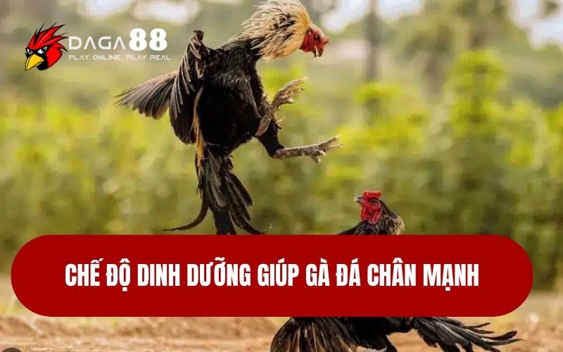 Nuôi Gà Đá Chân Mạnh - Đòn Đá Uy Lực Hạ Gục Đối Thủ Chế độ dinh dưỡng giúp gà đá chân mạnh