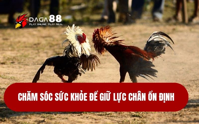 Nuôi Gà Đá Chân Mạnh - Đòn Đá Uy Lực Hạ Gục Đối Thủ Chăm sóc sức khỏe để giữ lực chân ổn định