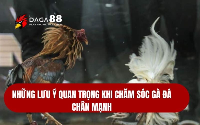 Nuôi Gà Đá Chân Mạnh - Đòn Đá Uy Lực Hạ Gục Đối Thủ Những lưu ý quan trọng khi chăm sóc gà đá chân mạnh