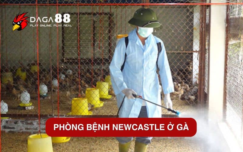 Bệnh Newcastle Ở Gà - Nguyên Nhân Và Cách Điều Trị Hiệu Quả Phòng bệnh Newcastle ở gà