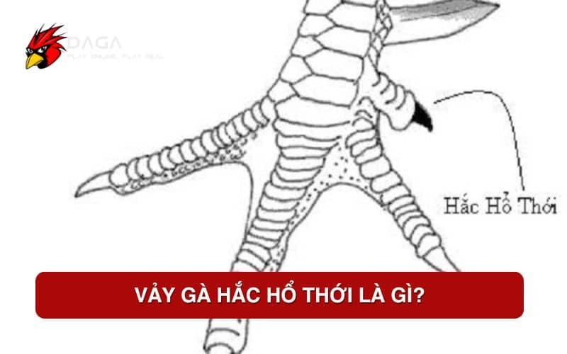 Vảy gà hắc hổ thới là gì?